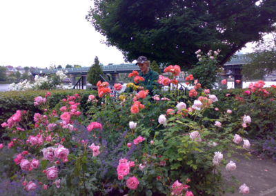 Pink roses